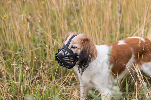 Muselière Muzzle Flex, silicone