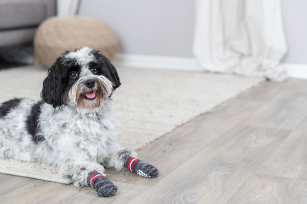 Chaussettes pour chiens, antidérapantes