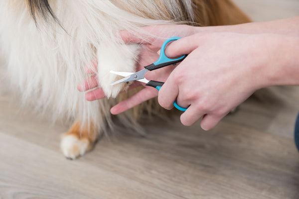 Scissors for face and paws