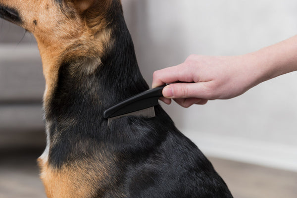 Flea and lice comb for cats