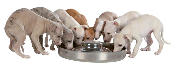 Puppy bowl, stainless steel