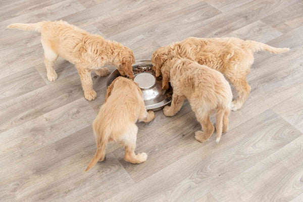 Puppy bowl, stainless steel