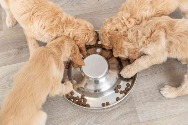 Puppy bowl, stainless steel