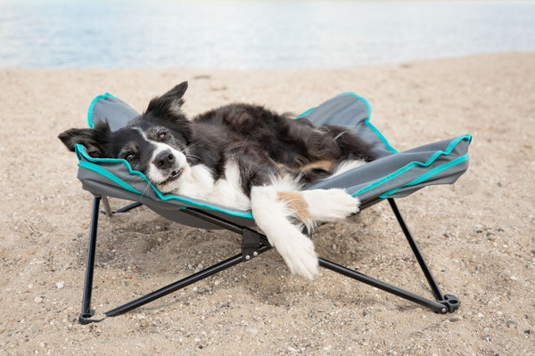 Campingbett für Hunde, dunkelgrau/petrol