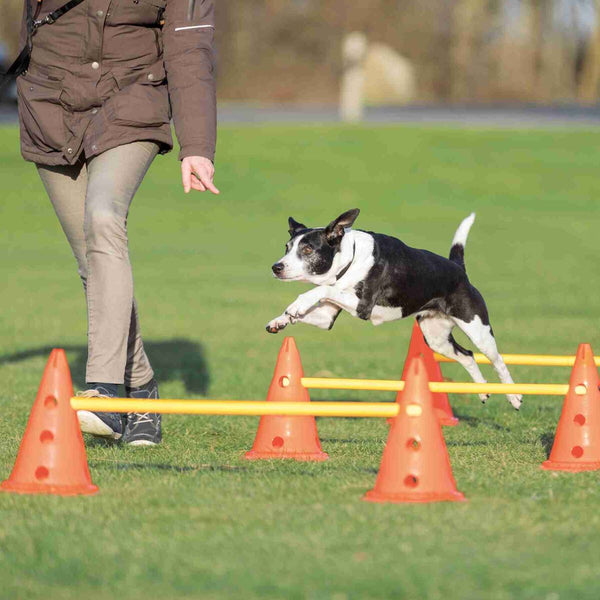 Hindernisse für Hundeaktivitäten