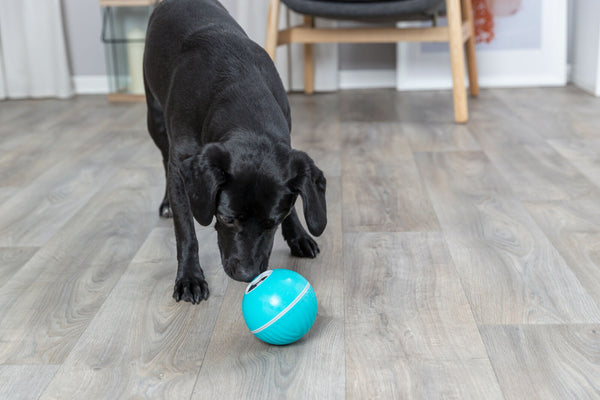 Snackball, Kunststoff, blau