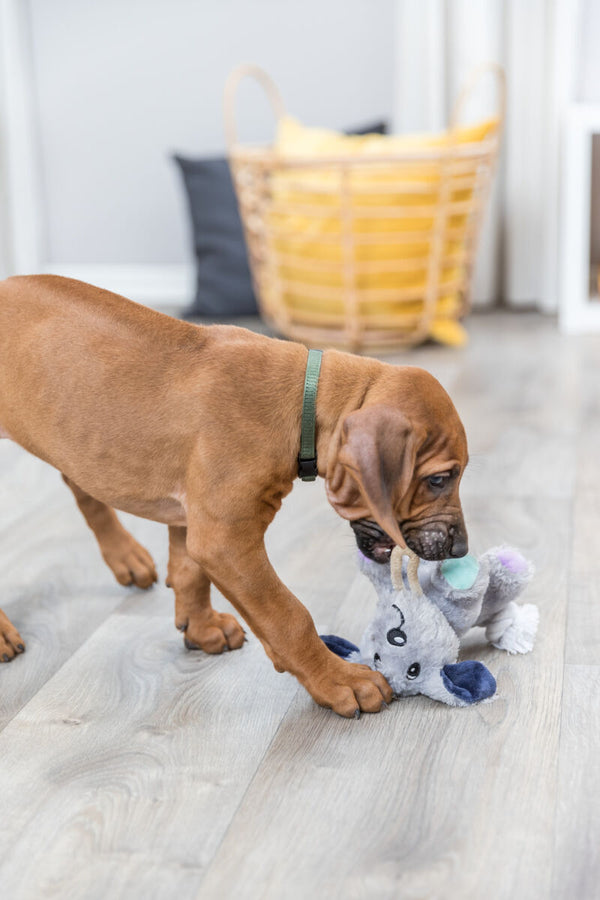 Junior dog with rope, plush, 24cm