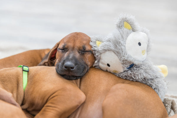 Junior en peluche, 33cm