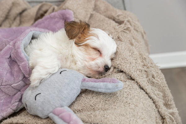 Junior blanket with rabbit, 55×40 cm, lilac/light grey