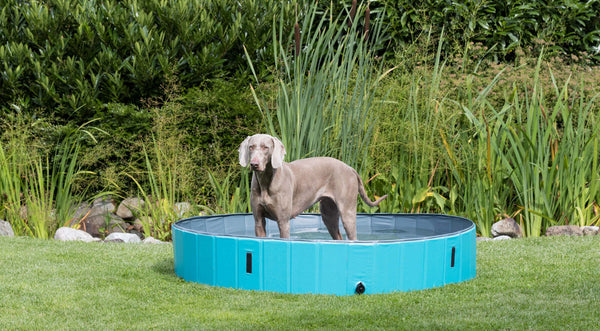 Piscine pour chiens, bleu