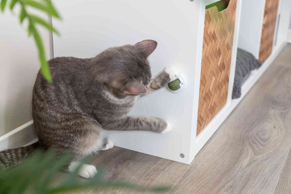 Boule d'herbe à chat avec support, ø 5cm