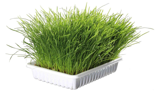 Organic grass tray, approx. 100 g