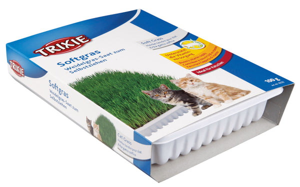 Körbchen Bio-Gras, ca. 100g