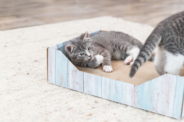 Lit à griffer, carton, herbe à chat, 45 × 12 × 33 cm, turquoise