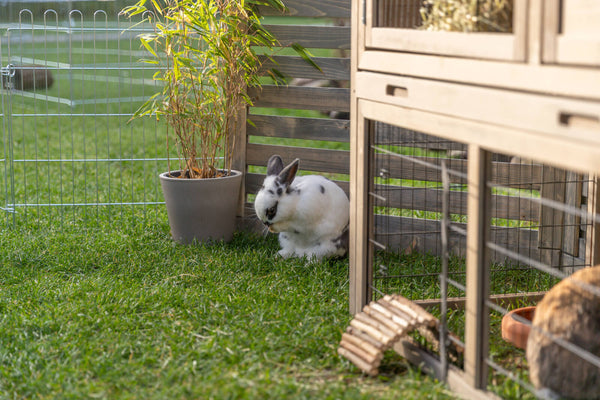 natura Clapier petits animaux avec enclos extérieur