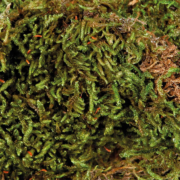 Terrarium moss, humid terrarium substrate