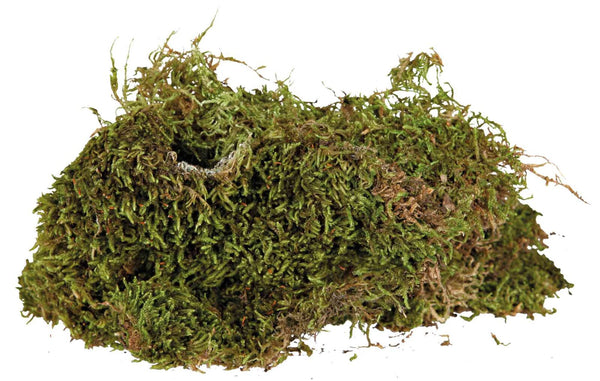 Terrarium moss, humid terrarium substrate