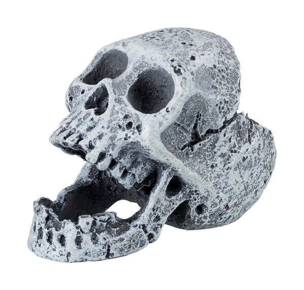 6 skulls, 5-6cm